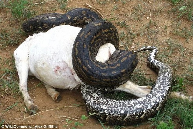 Locals kill gigantic snake, find dozens of eggs in its belly