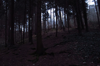 forest, path, night, tübingen