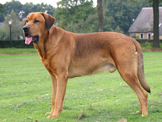 Broholmer-pets-dogs-dog breeds