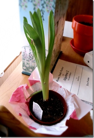 Bulb waiting to be transplanted