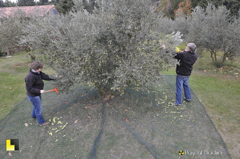 Valérie et Alain Blachier ramassent les olives photo blachier pascal