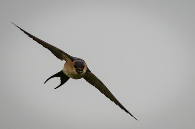 Red-rumped Swallow at Lesvos, Greece