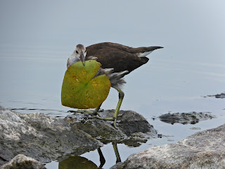 Immature Common Moorhen Throwing a Leaf