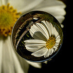 photo credit: <a href="http://www.flickr.com/photos/7656600@N06/10608548156">Soratama cosmos</a> via <a href="http://photopin.com">photopin</a> <a href="https://creativecommons.org/licenses/by/2.0/">(license)</a>