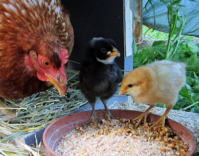 Cara agar ayam tidak mematuk anaknya