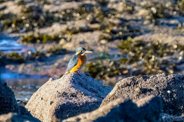 Kingfisher