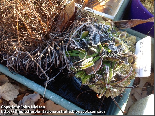 frozen vft