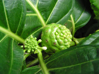 Comments and suggestions about Noni fruit