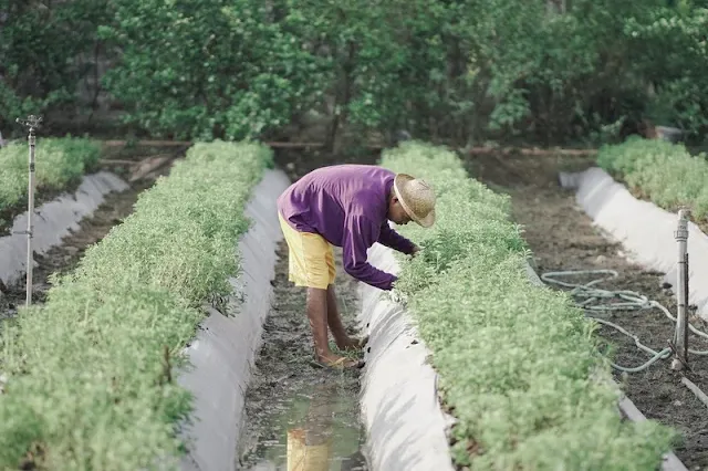 A farmer planting Stevia
