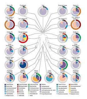 Microbiom large