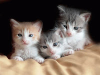 Pictures of kittens