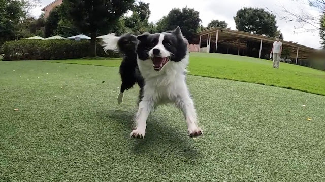 保護犬 ボーダーコリー トーマ 小谷流の里ドギーズアイランド