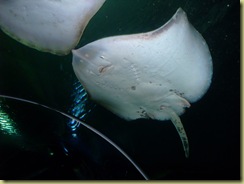 Underneath of a flat fish