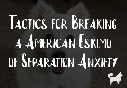 Tactics for Breaking a American Eskimo of Separation Anxiety