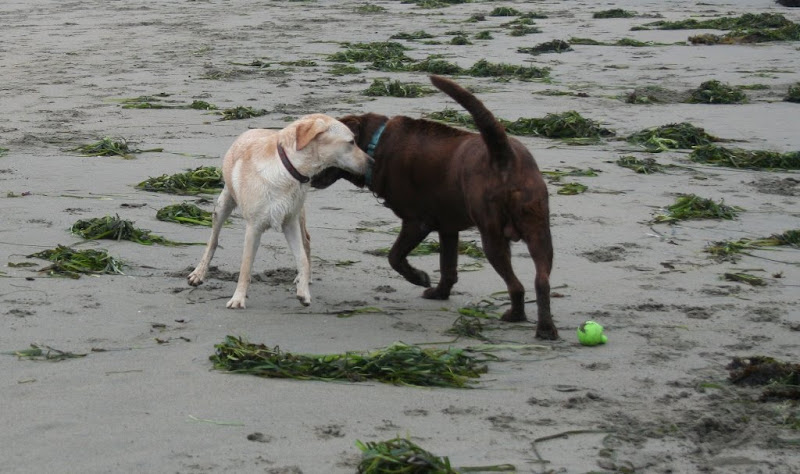 cabana and a chocolate lab sniffing at each others necks, walking in a circle