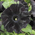 Flores Negras, parte 1