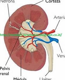 Jaga Diri dari Batu Ginjal