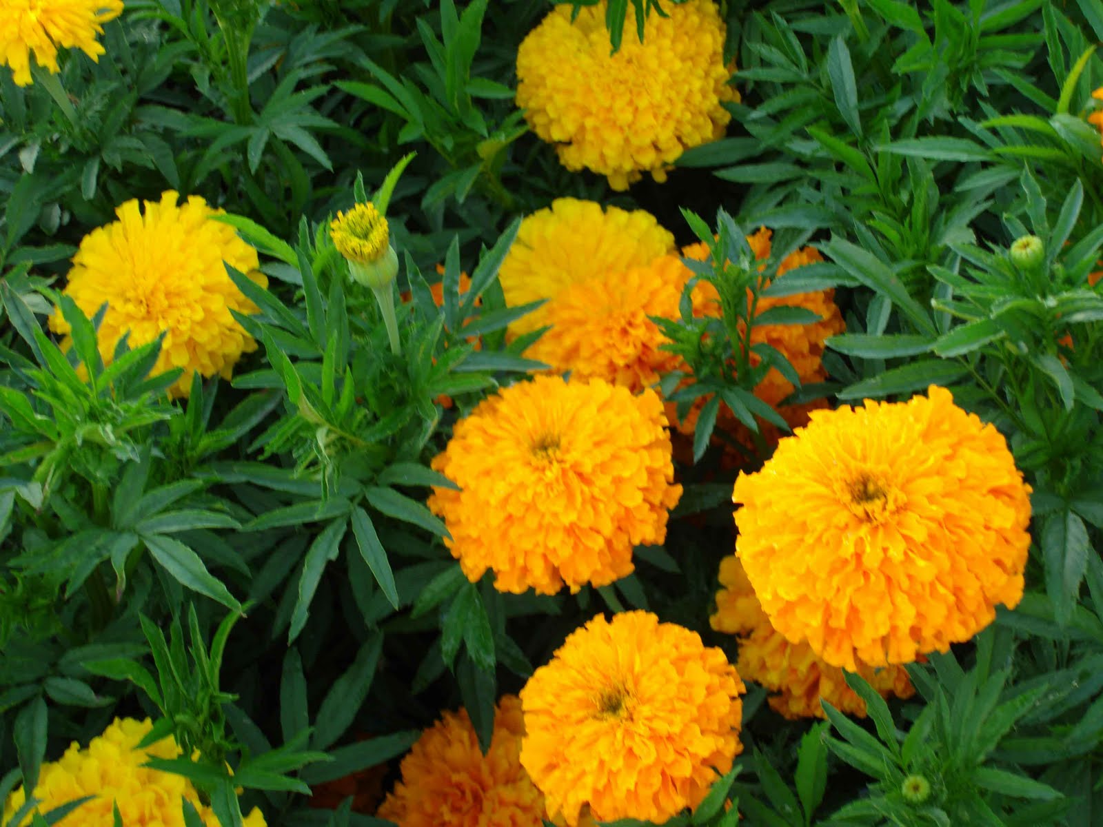 Calendula Flower Wallpaper