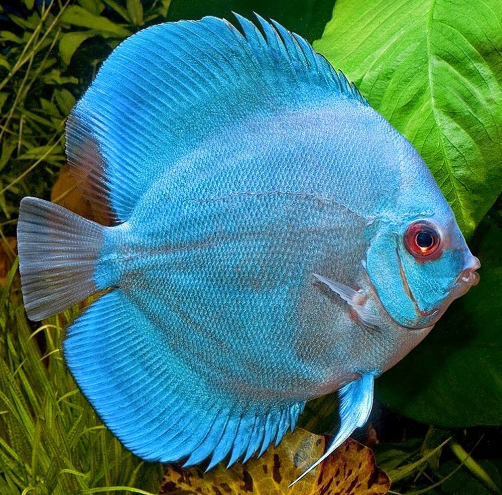 Dunia ikan hias Semua tentang ikan Discus