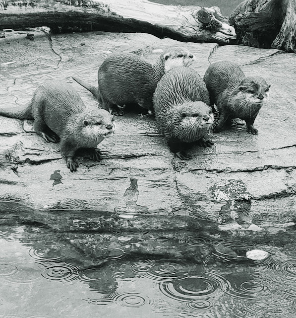 otters in the rain at Paradise Wildlife Park, Herts #mysundayphoto