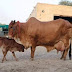 Red Gold of Pakistan sahiwal cattle 🐂 🐂 