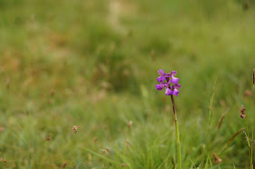 wild flowers in May in the Norfolk countryside