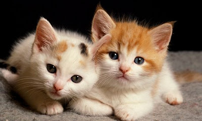 Cats hd photo wallpapers collection 