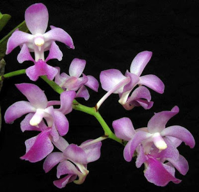 Grow and care Aerides crassifolia orchid - The Thick-Leafed Aerides