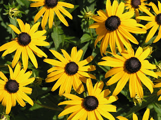 Rudbeckia fulgia 'Goldsturm'