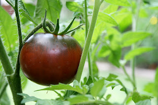 Black Krim tomato on the vine