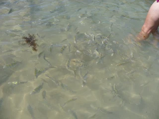 cardumen de peces nadando cerca de los pies, en un agua fresca y agradable, casi sin oleaje.