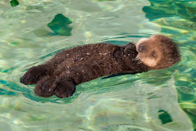 Funny animals of the week - 31 January 2014 (40 pics), otter floats in water
