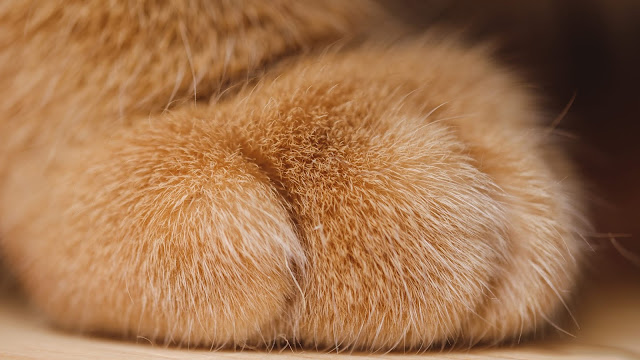Download Wallpaper Cat Paw Hd, 4k Images.