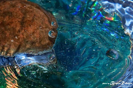 water_20111114_plate4