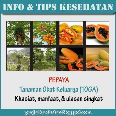 Manfaat Khasiat Pepaya | Tanaman Obat Keluarga