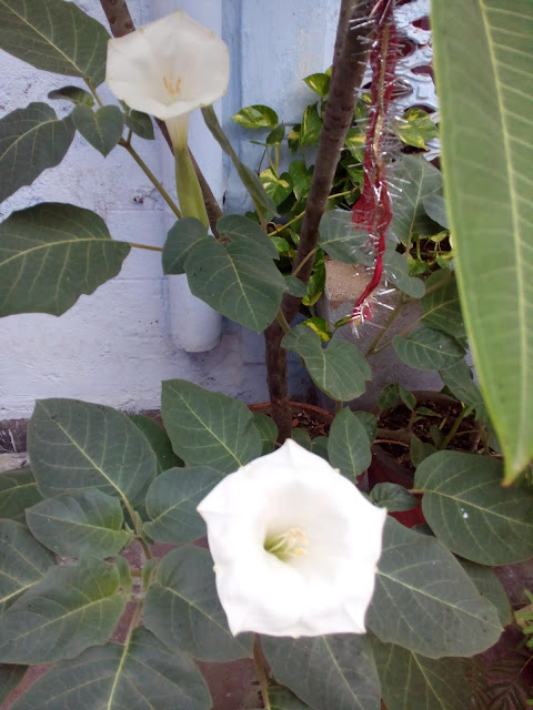 White datura flower