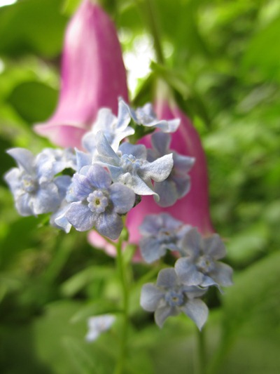 Blue Wildflower