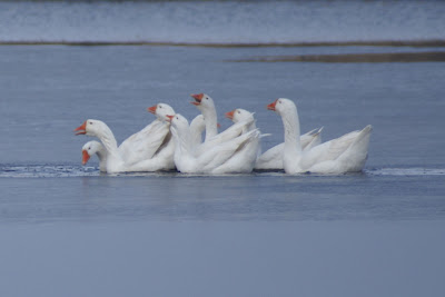 Goes - Parkgans - Anser anser domestica