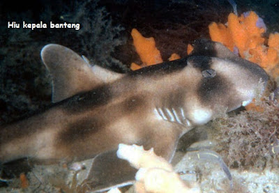 gambar ikan hiu crested bullhead shark