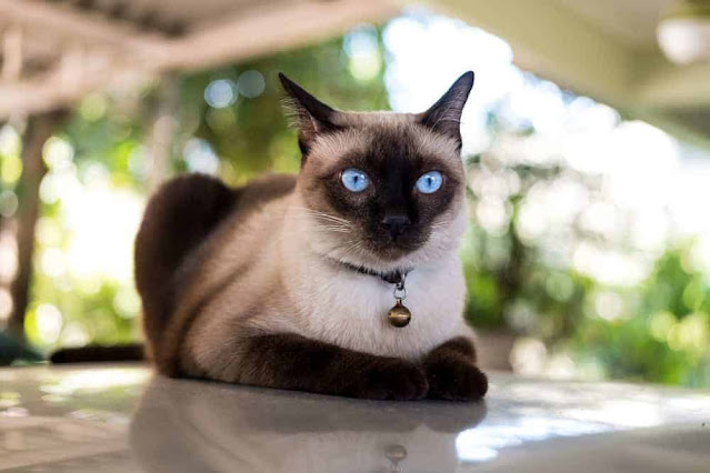 Thai Cat