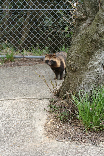 Tanuki