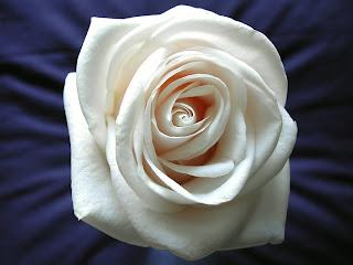 White Rose Wallpaper