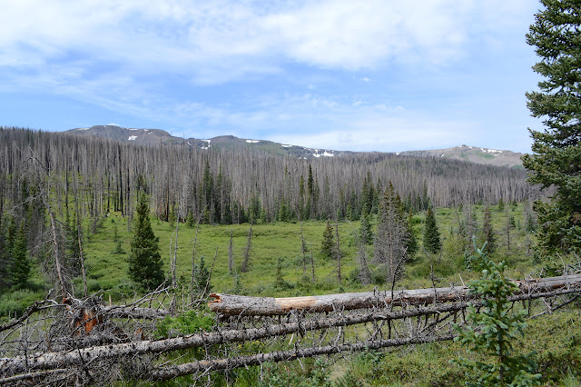 peaks above burned trees