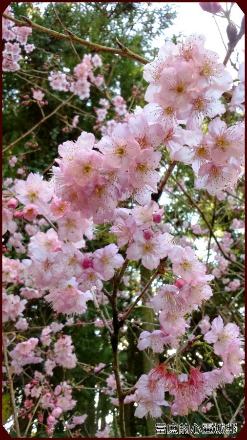 草坪頭玉山觀光茶園