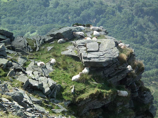 Manech tete rousse sheep on La Rhune, Pyrenees-Atlantiques, France. Photographed by Susan Walter. Tour the Loire Valley with a classic car and a private guide.