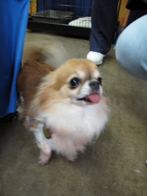 brown long haired chihuahua puppy. rown long haired chihuahua