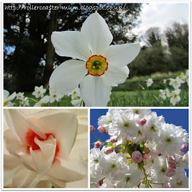 Spring flowers- narcissus and pink blossom