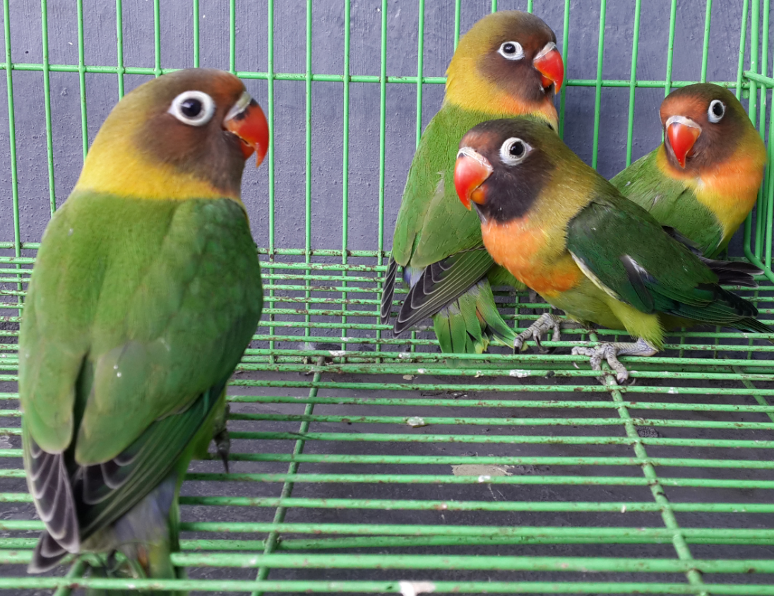 14 Inspirasi Paling Baru Gambar Burung  Lovebird Hijau 