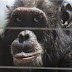 US court: Chimpanzees have no human rights