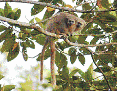 San Martin titi monkey